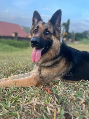 6-12 months Male Purebred German Shepherd