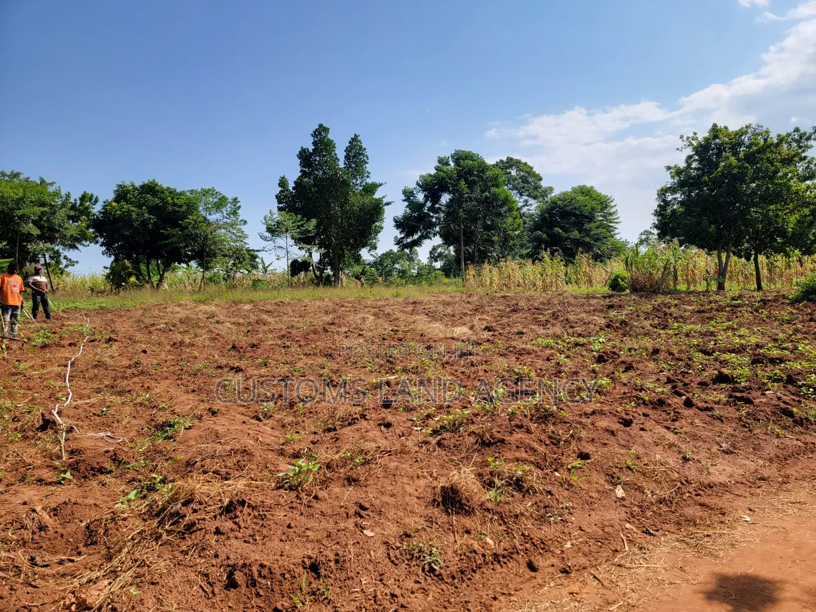 Musita Lugolole Centre Cheap Plots From 5m Onwards