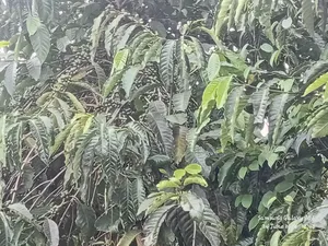 6acres With Coffee Plantation for Sale