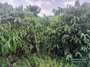 6acres With Coffee Plantation for Sale