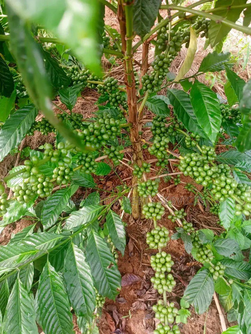 6acres With Coffee Plantation for Sale