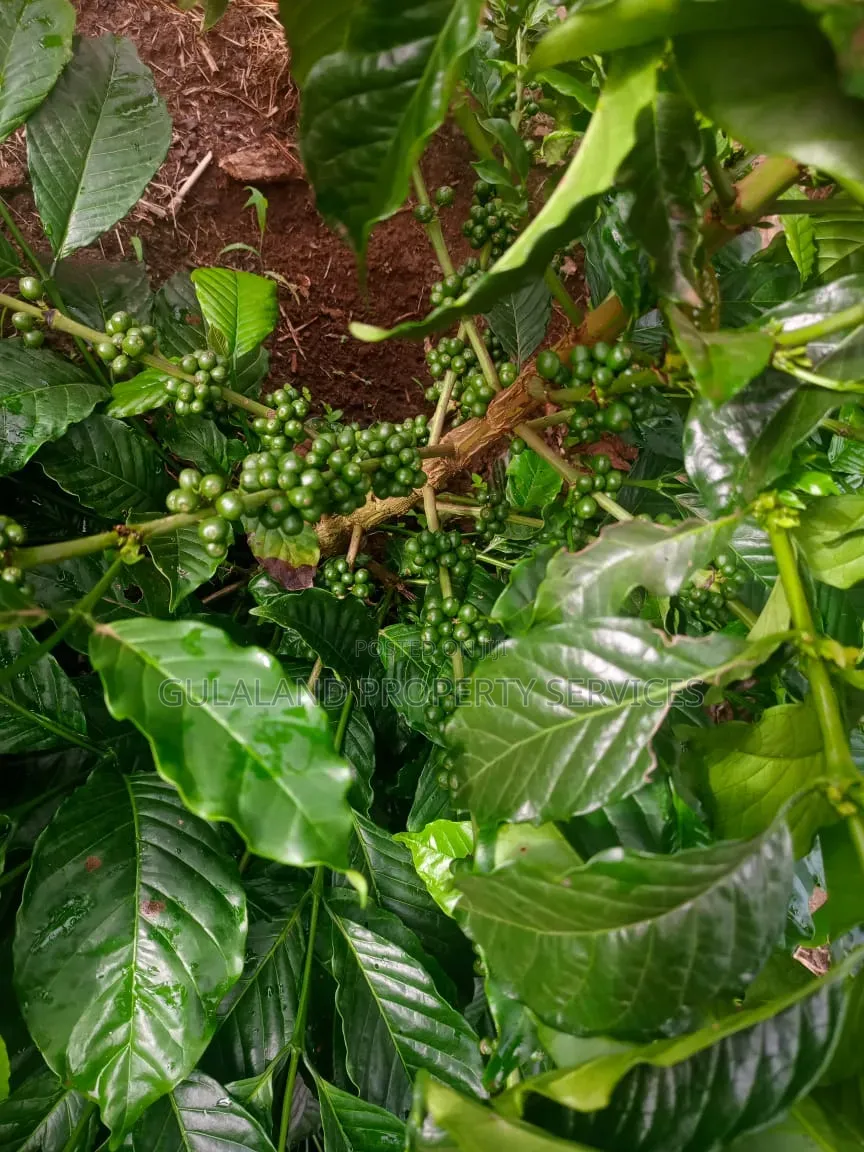 6acres With Coffee Plantation for Sale