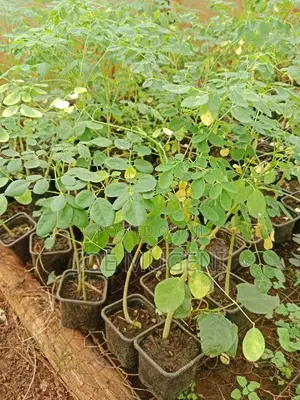 Moringa Seedlings