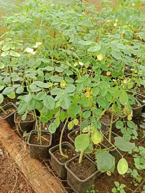 Moringa Seedlings