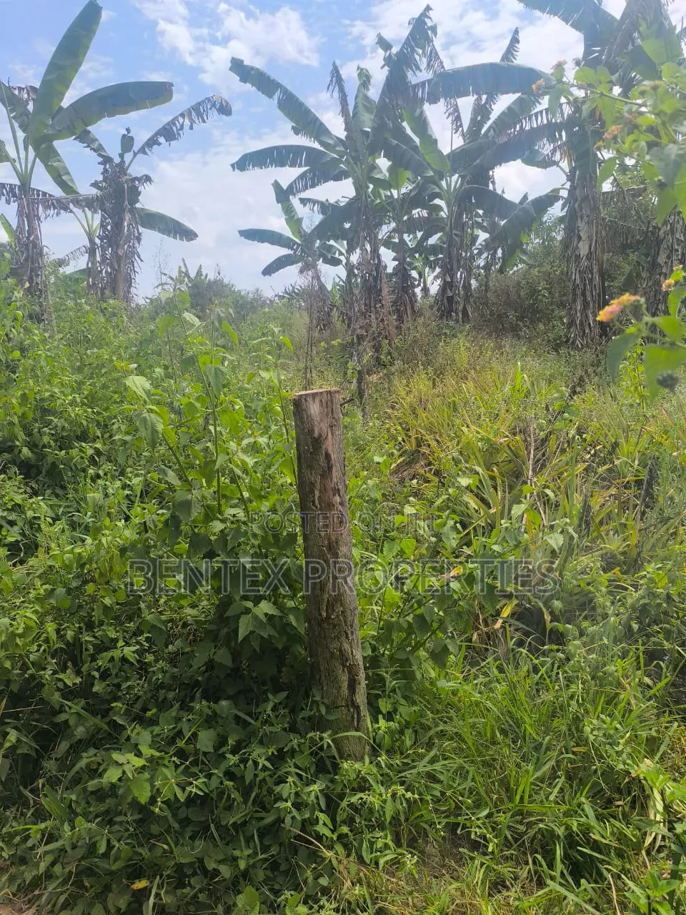 120 Acres for Sale in Nakaseke Kalagala Each Acre at 9m