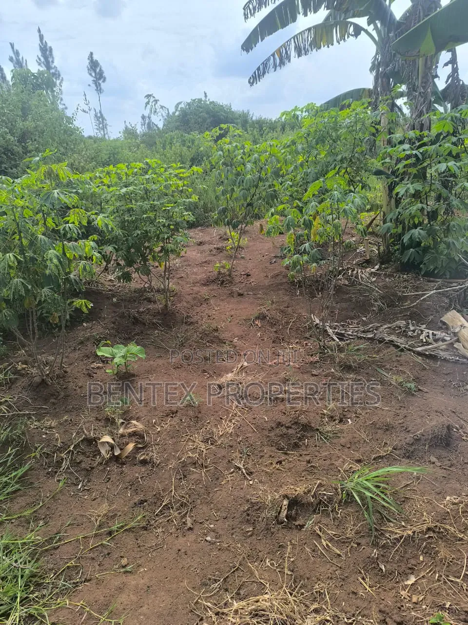 Fertile 54bacres for Sale in Kakooge Luweero Each at 9m