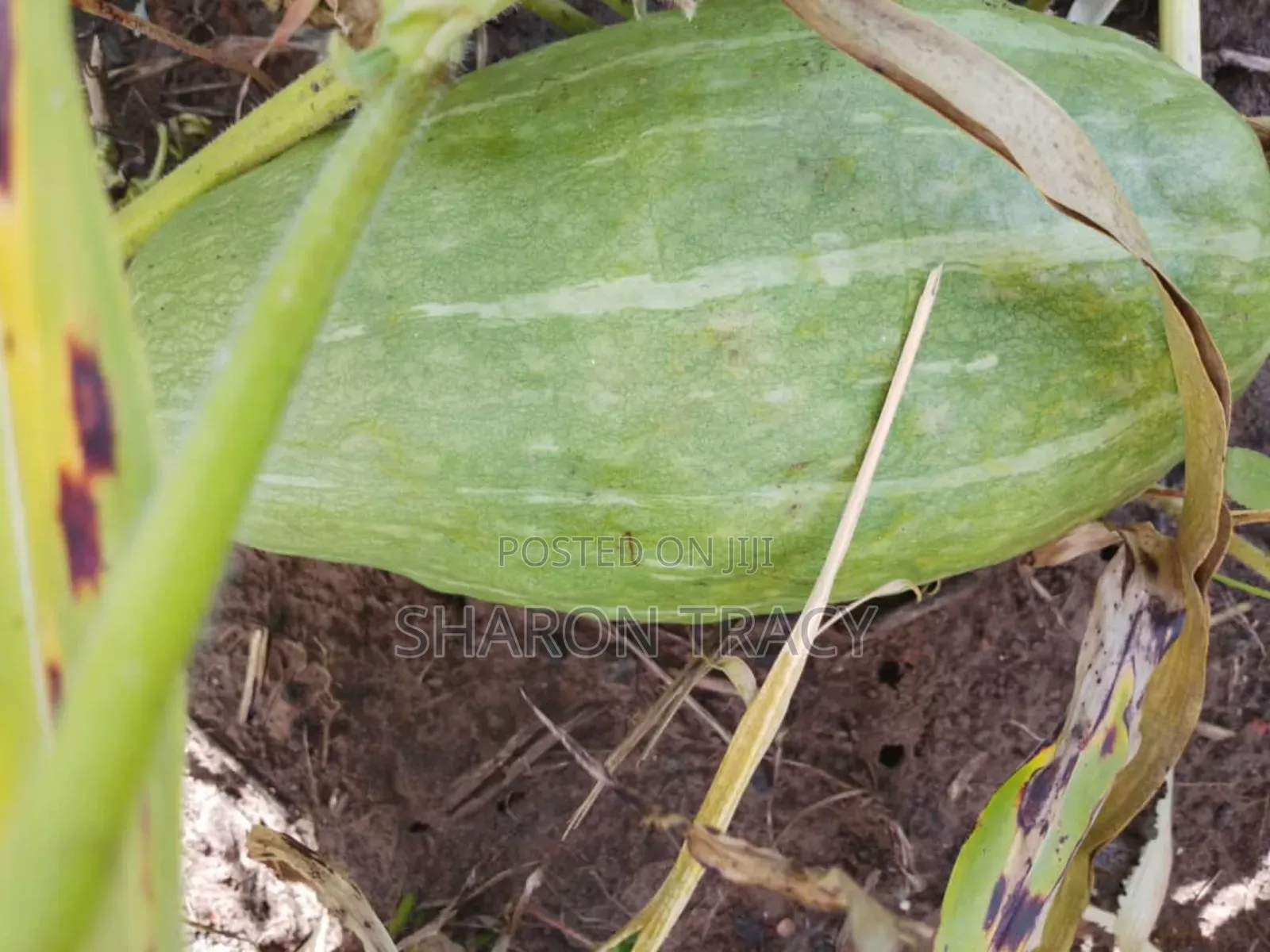 Pumpkins for Sale