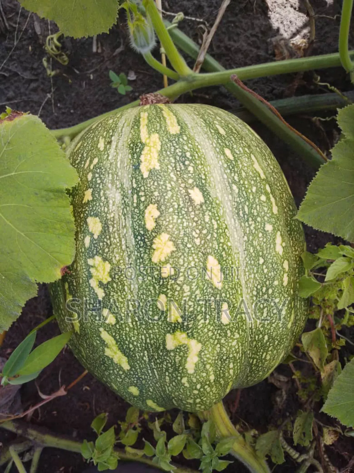 Pumpkins for Sale