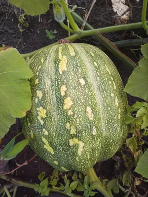 Pumpkins for Sale