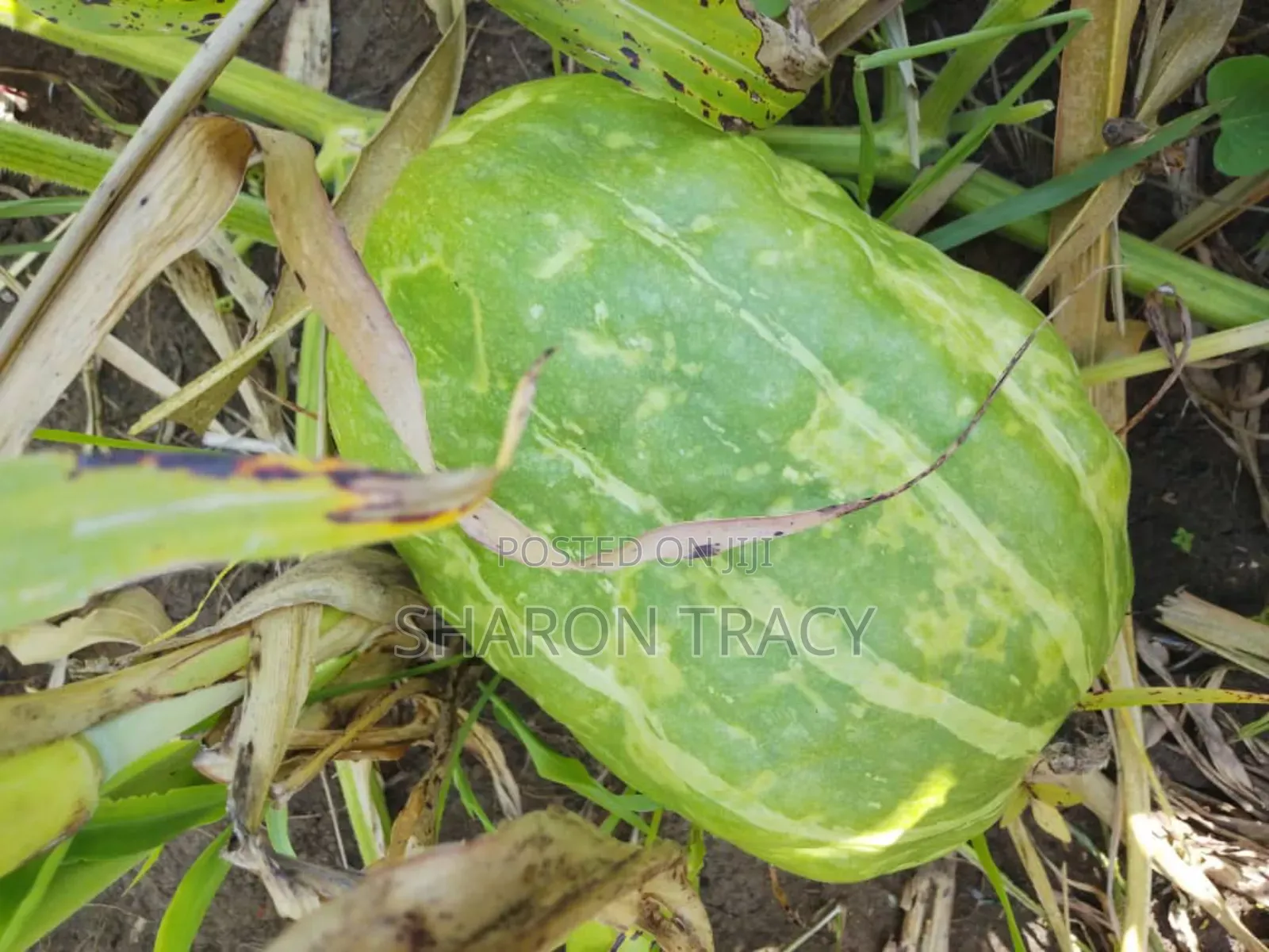 Pumpkins for Sale