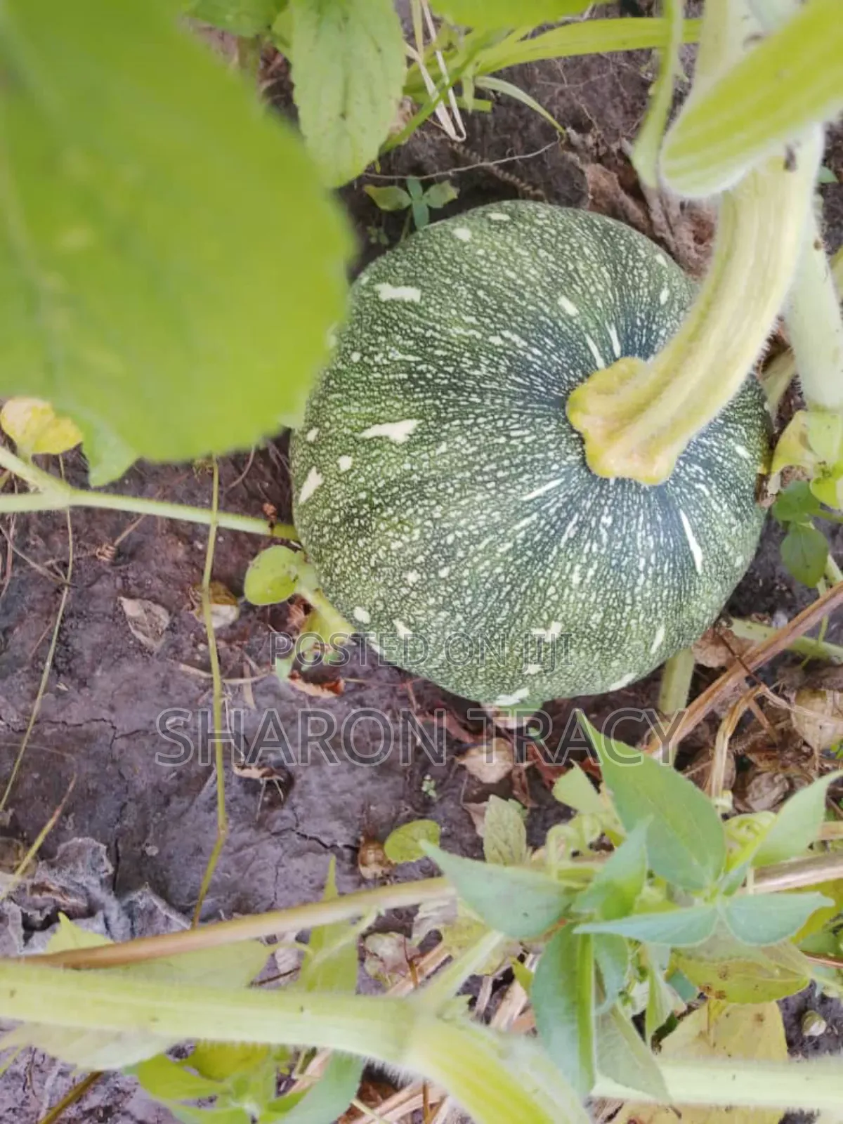 Pumpkins for Sale