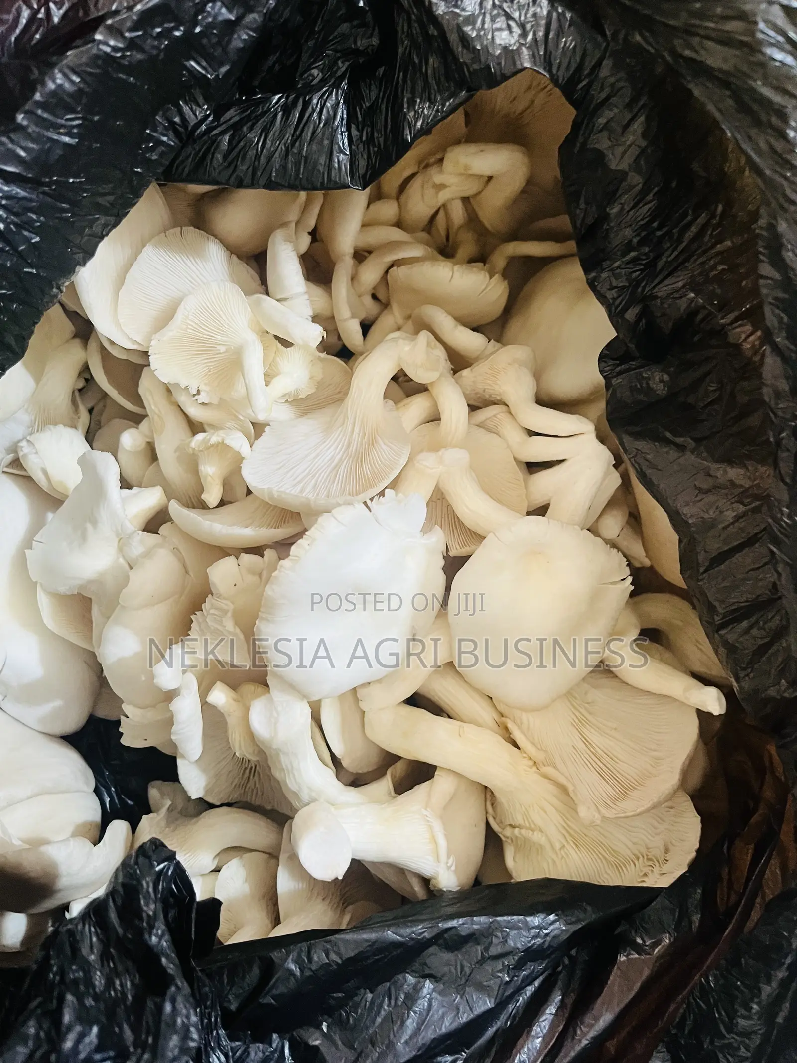 Fresh Mushrooms- Whole Sale