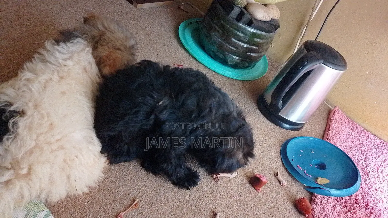1-3 months Male Purebred Maltese