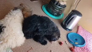 1-3 months Male Purebred Maltese