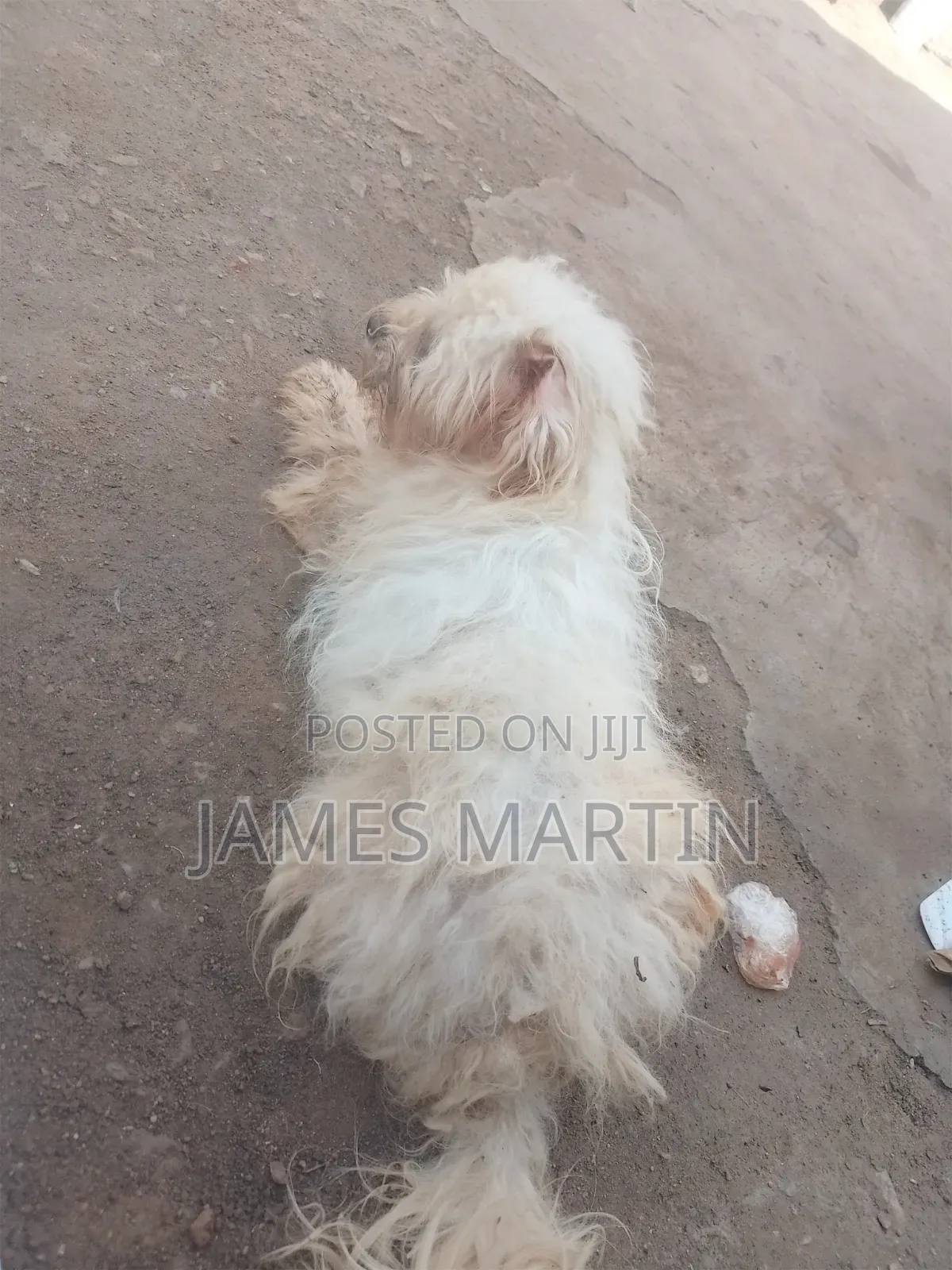 1-3 months Male Purebred Maltese