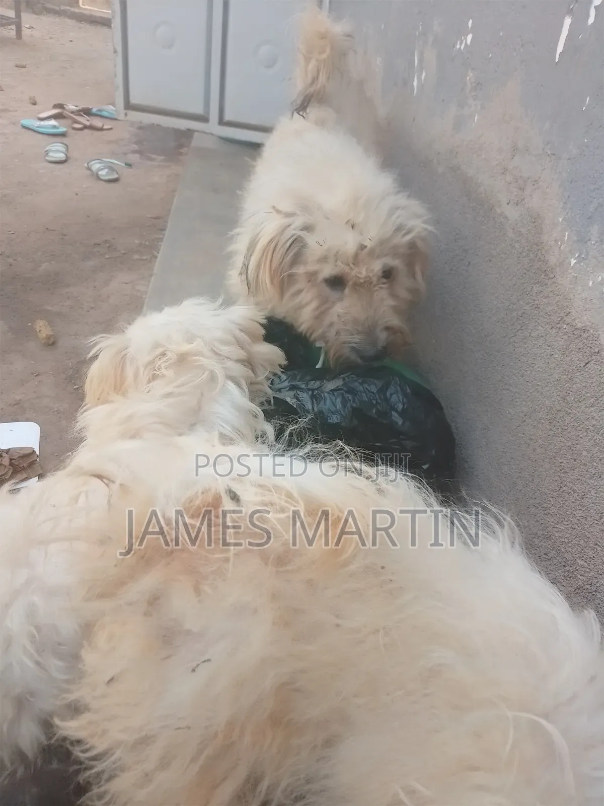 1-3 months Male Purebred Maltese