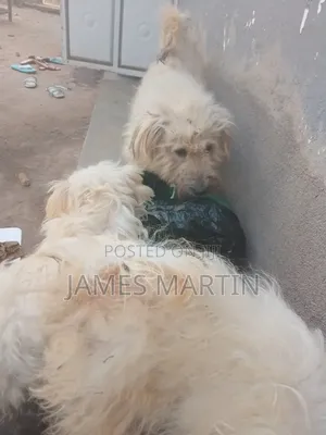 1-3 months Male Purebred Maltese