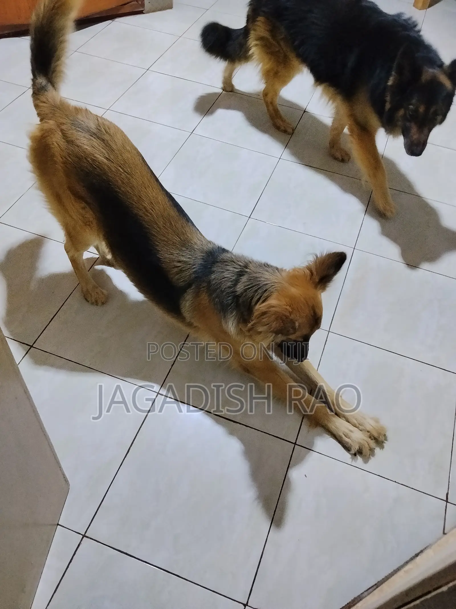 1+ year Female Purebred German Shepherd