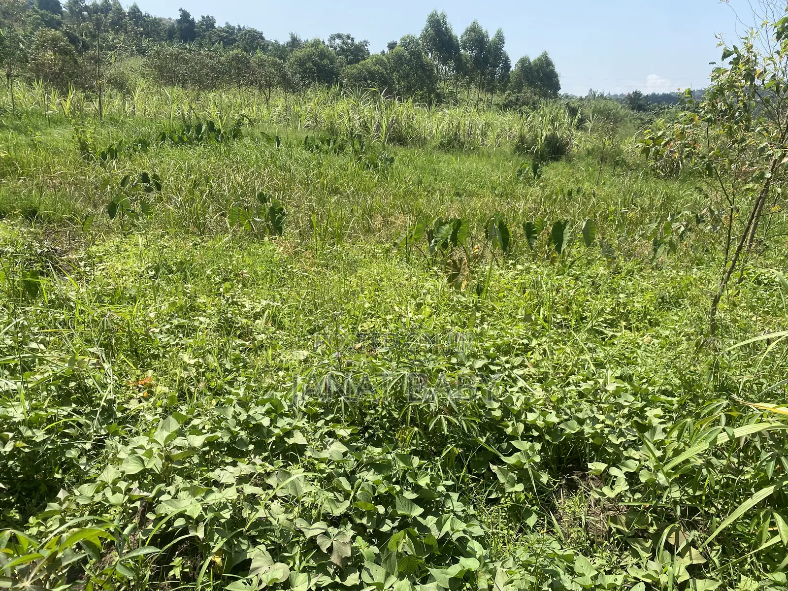Land in Kigogwa Migade for Sale