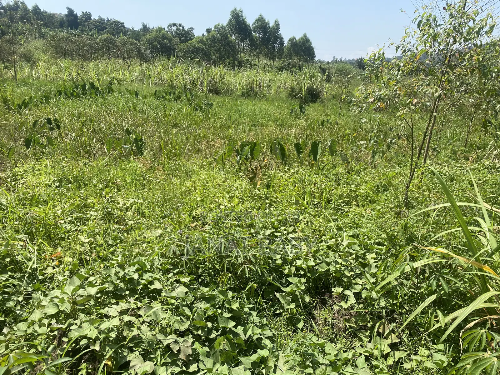 Land in Kigogwa Migade for Sale