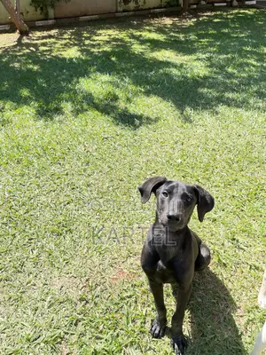 3-6 months Male Mixed Breed Boerboel