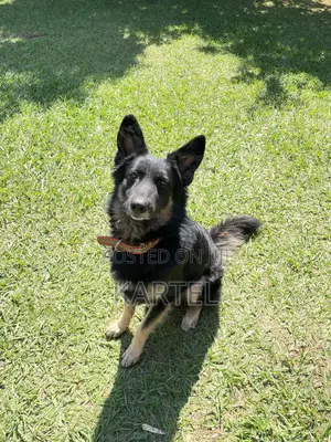 1+ year Male Purebred German Shepherd