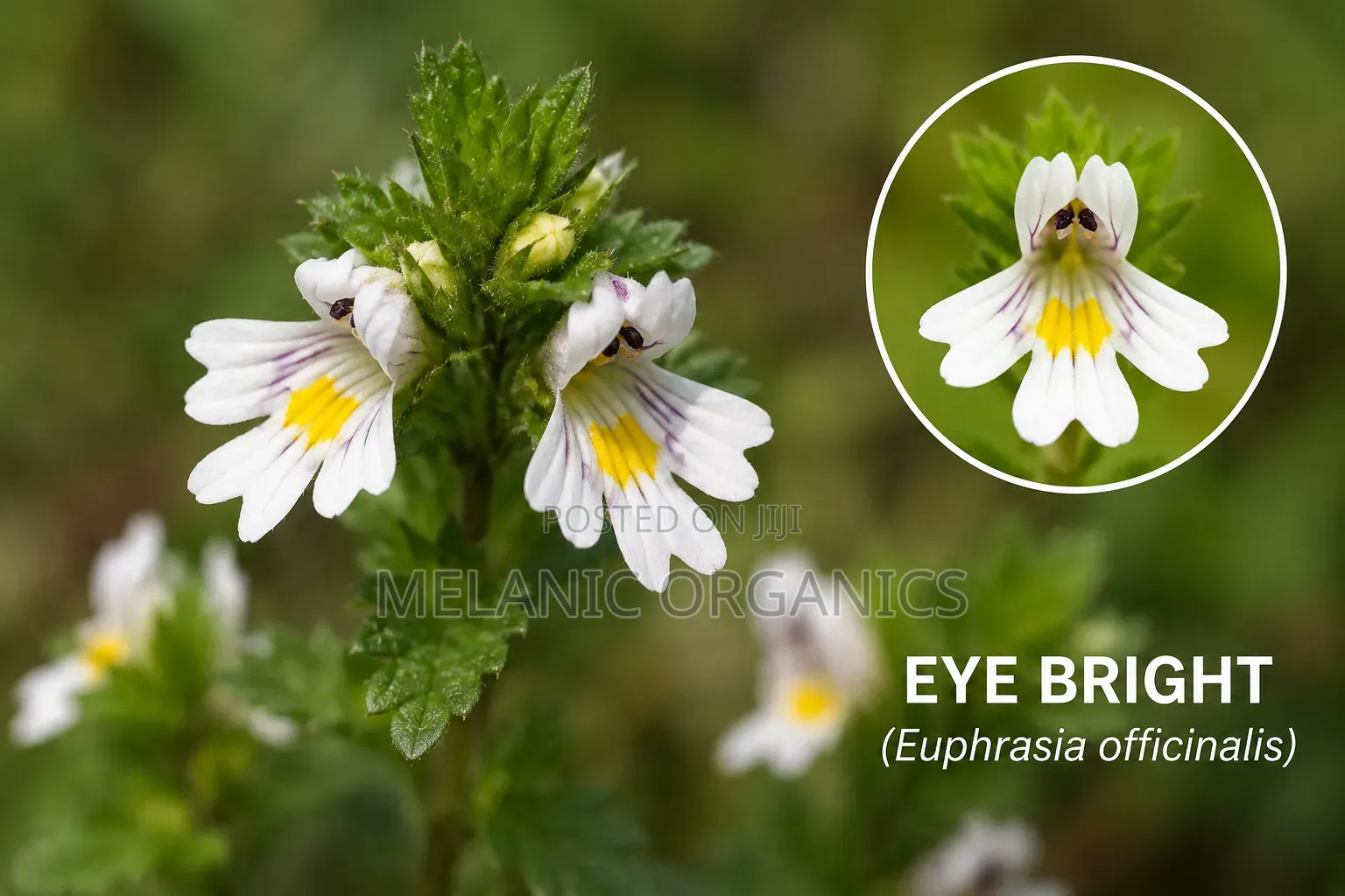 Eye Bright Powder