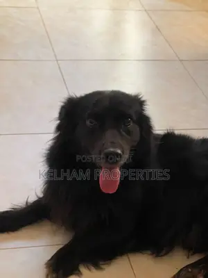 3-6 months Male Purebred Japanese Spitz