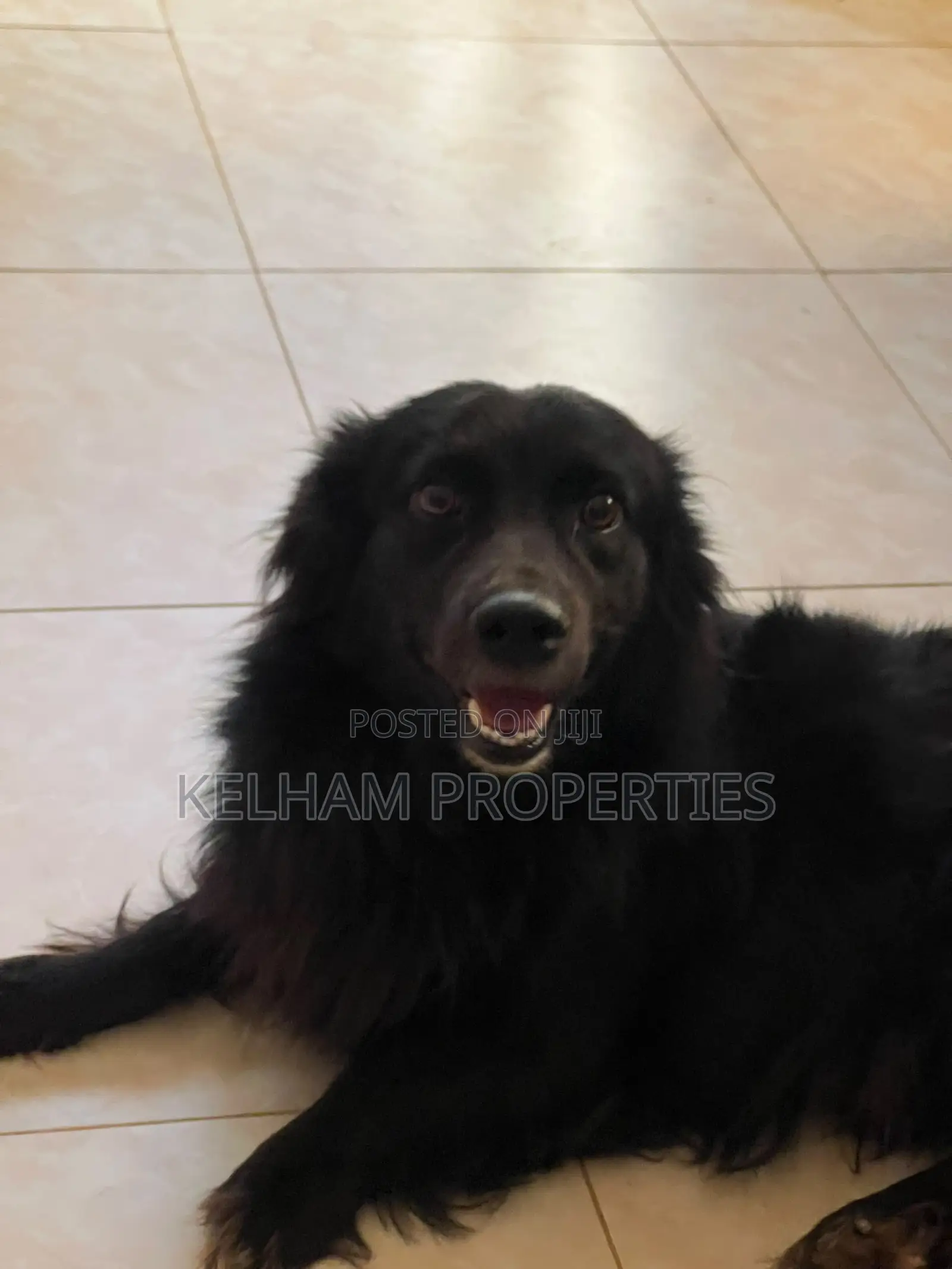 3-6 months Male Purebred Japanese Spitz
