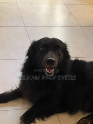 3-6 months Male Purebred Japanese Spitz