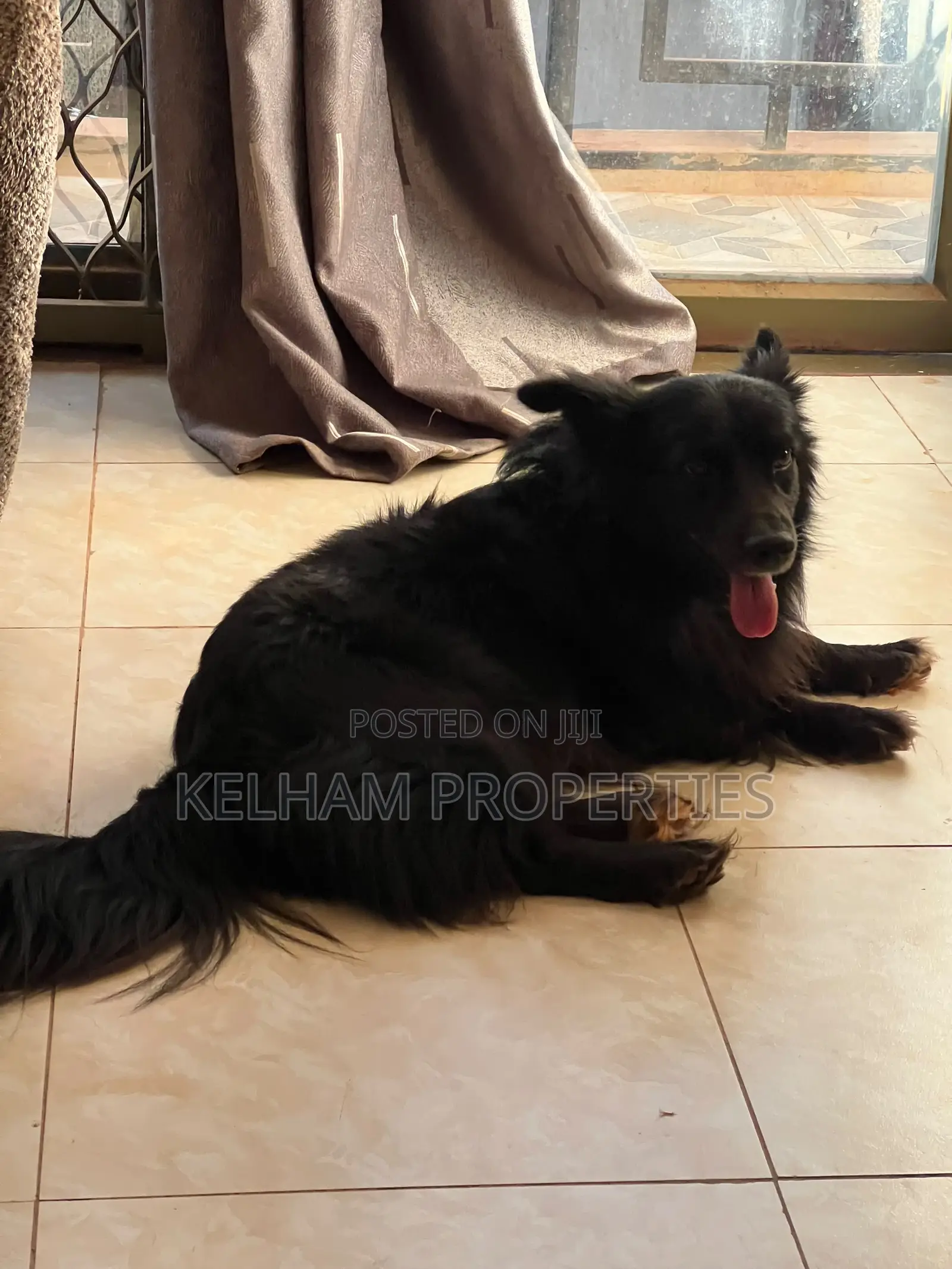 3-6 months Male Purebred Japanese Spitz