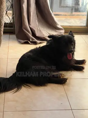 3-6 months Male Purebred Japanese Spitz