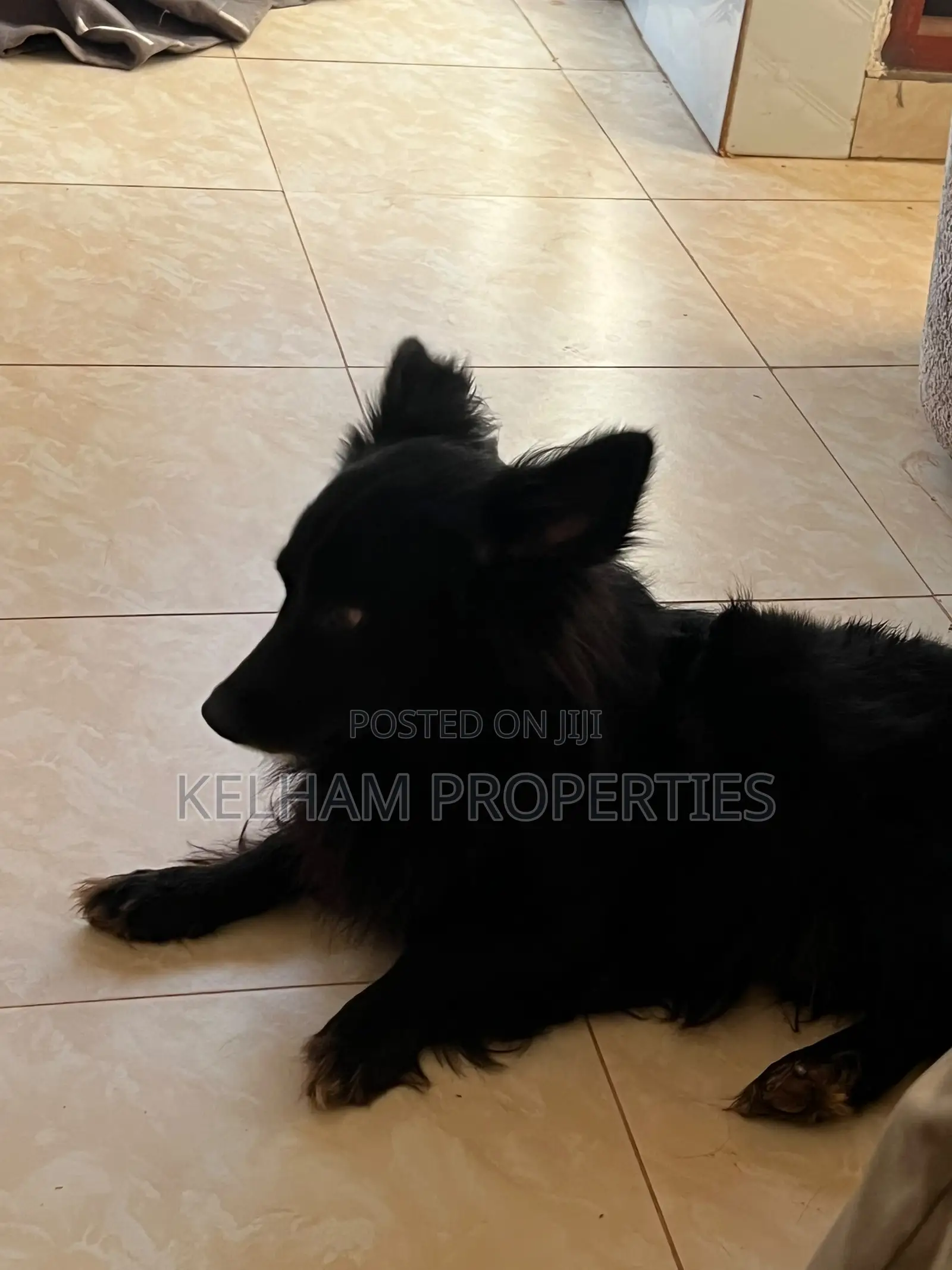 3-6 months Male Purebred Japanese Spitz