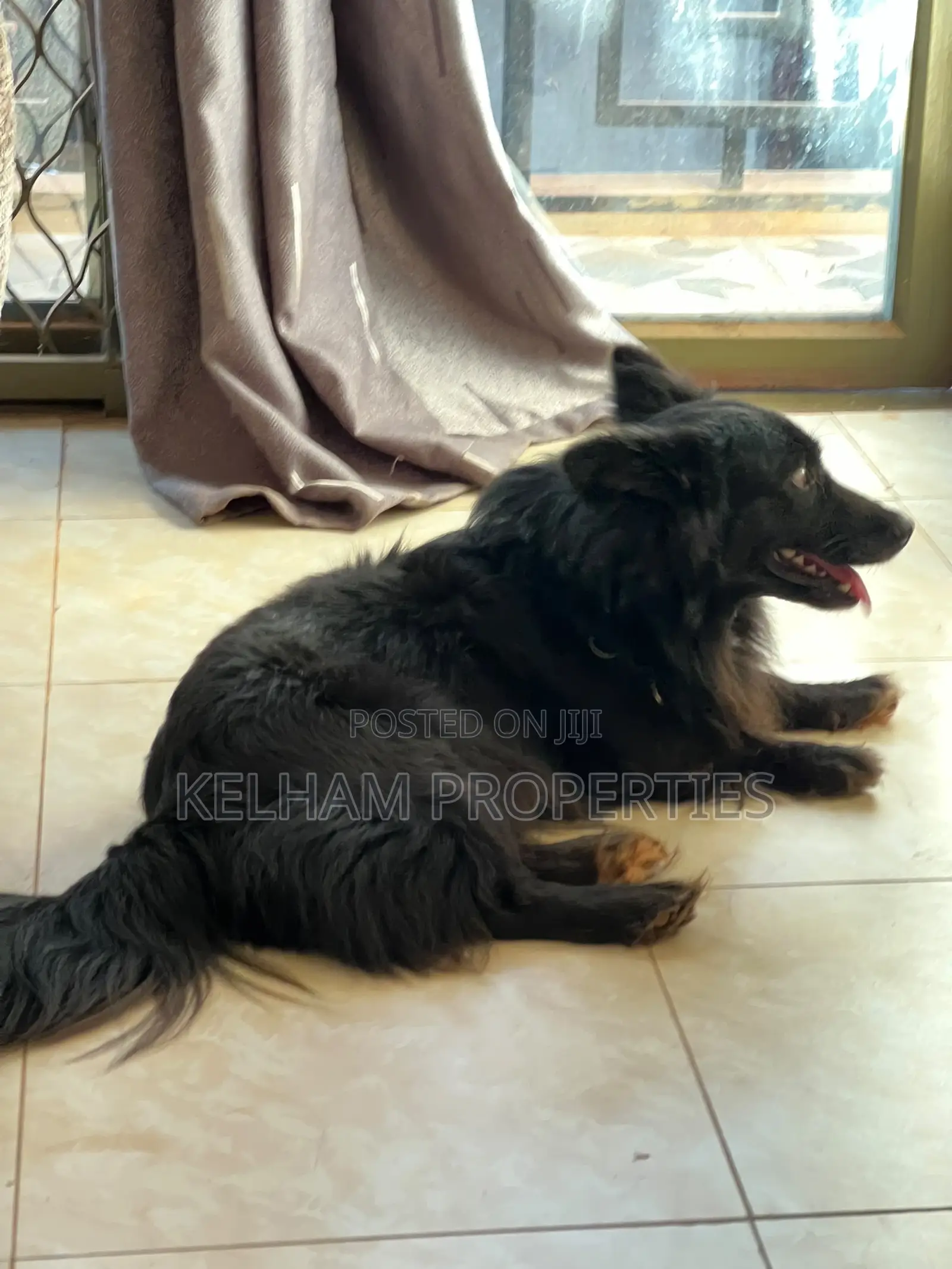 3-6 months Male Purebred Japanese Spitz