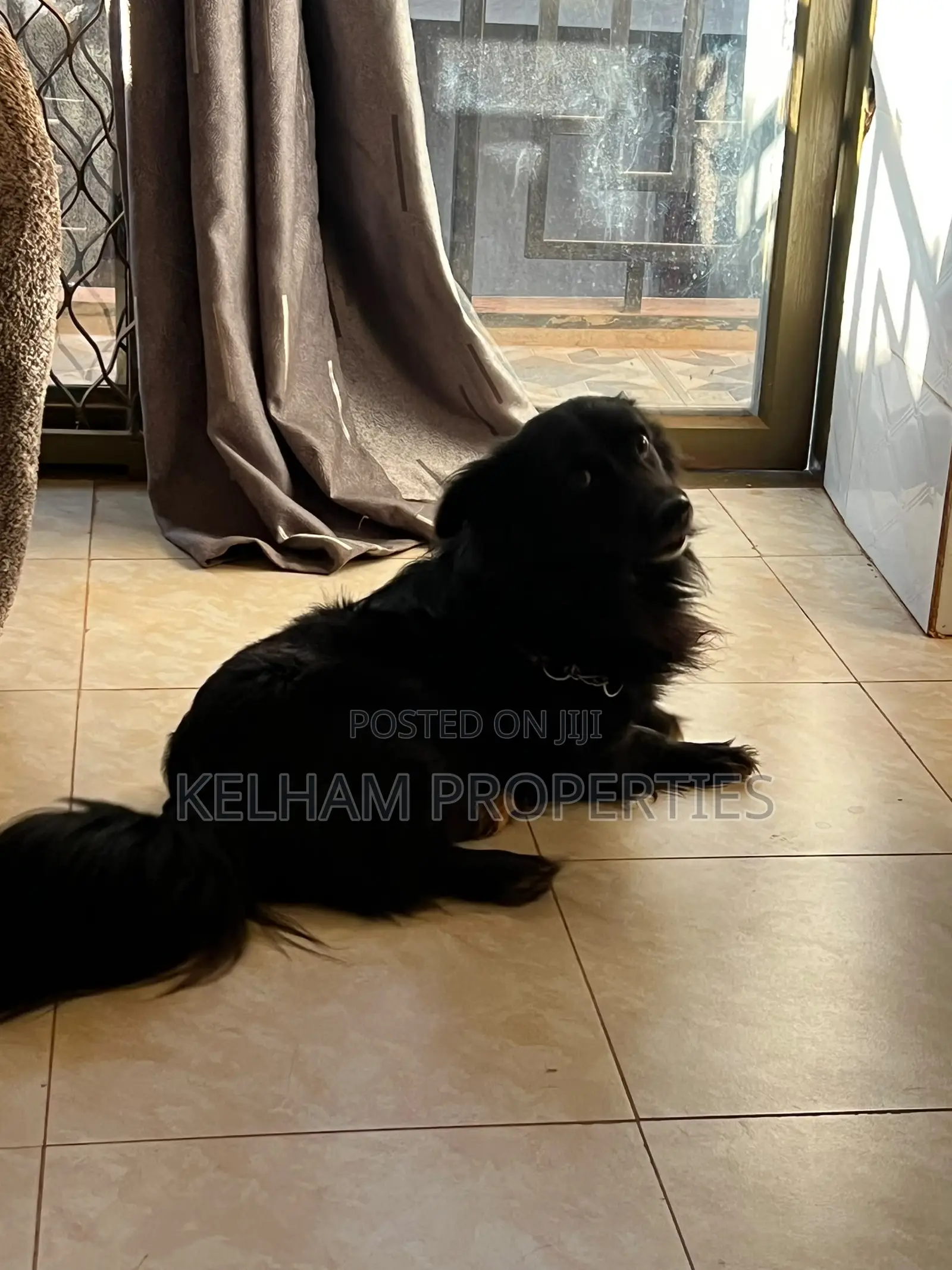 3-6 months Male Purebred Japanese Spitz