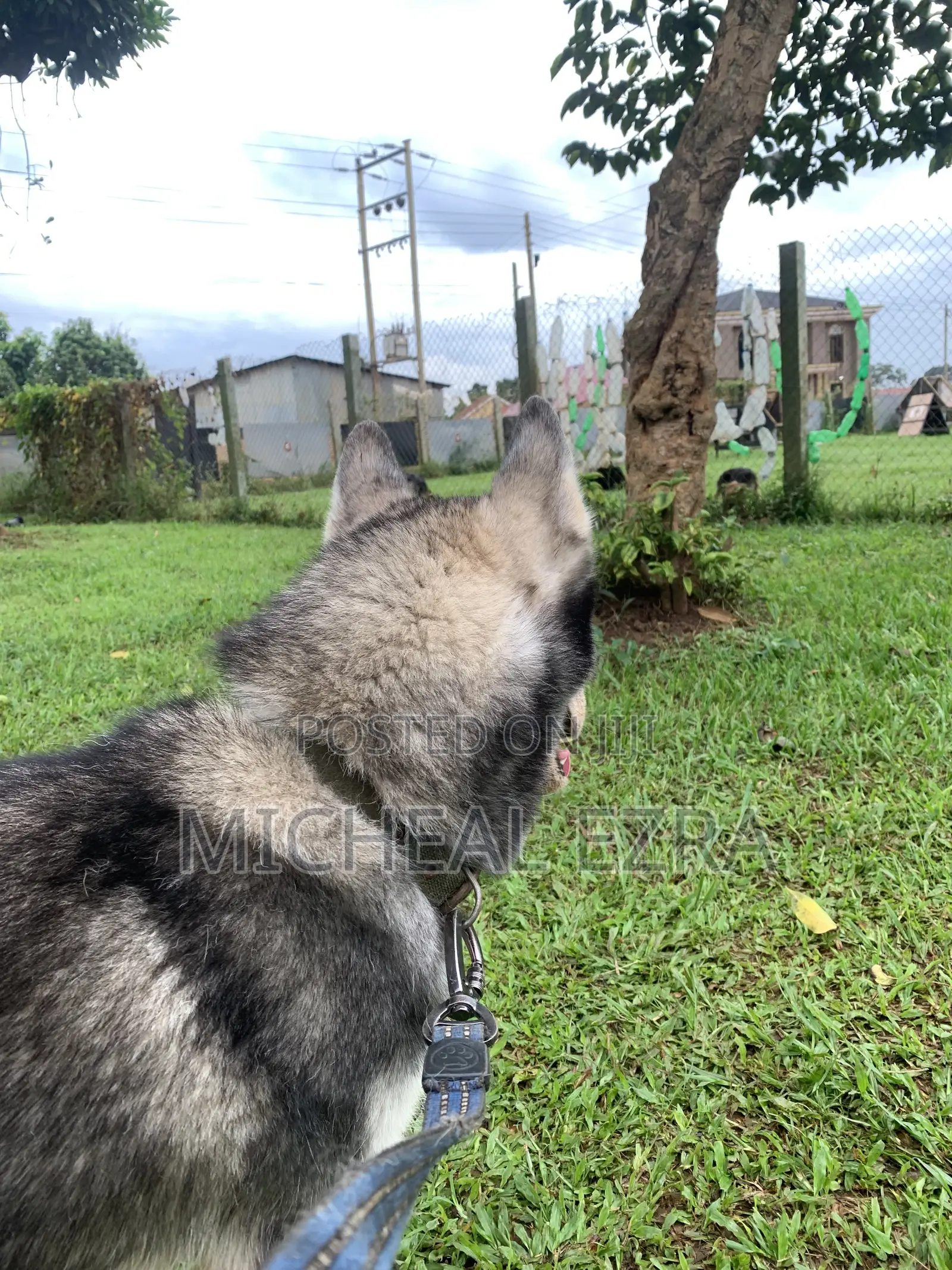 1+ year Male Purebred Siberian Husky