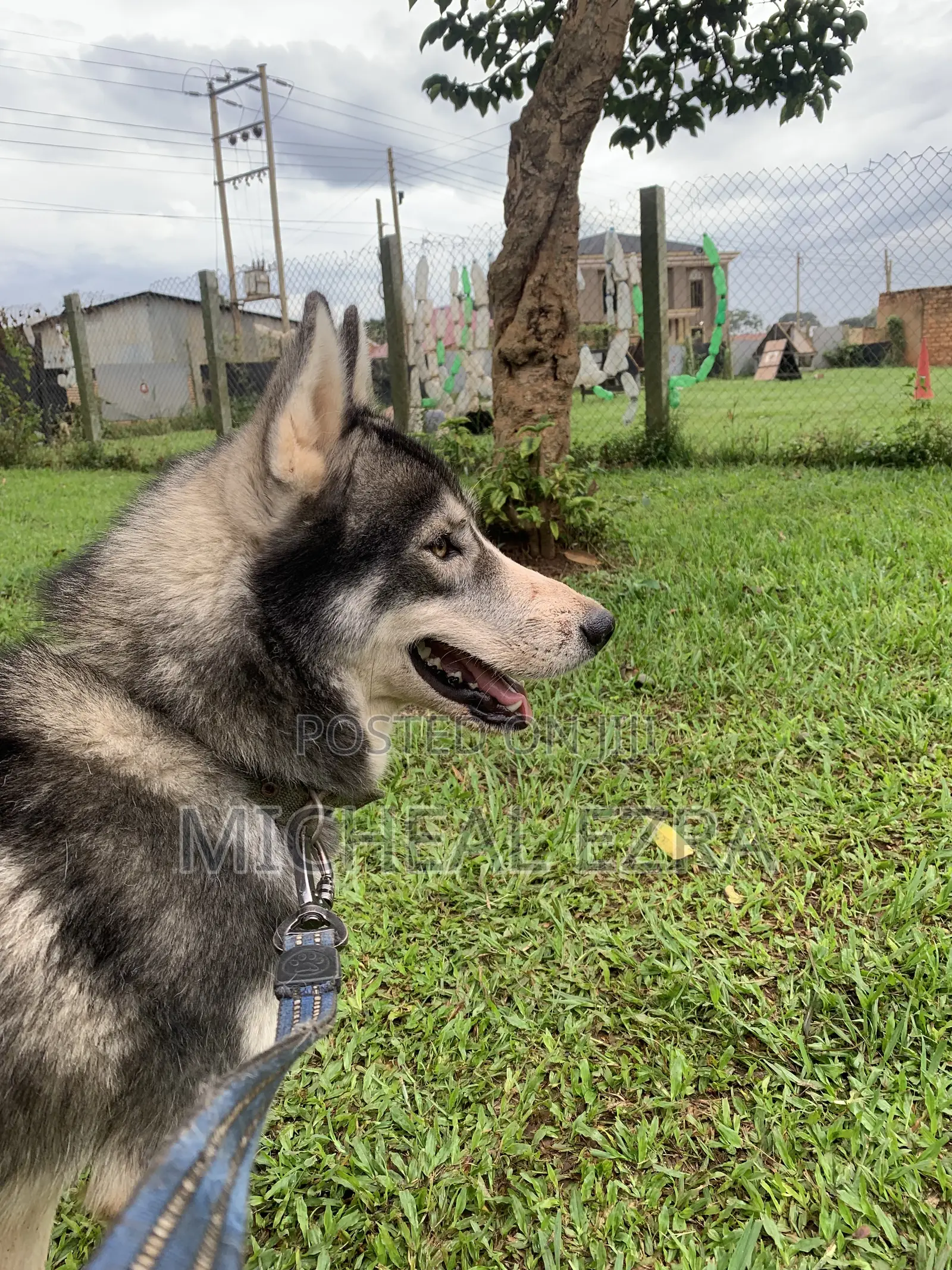1+ year Male Purebred Siberian Husky