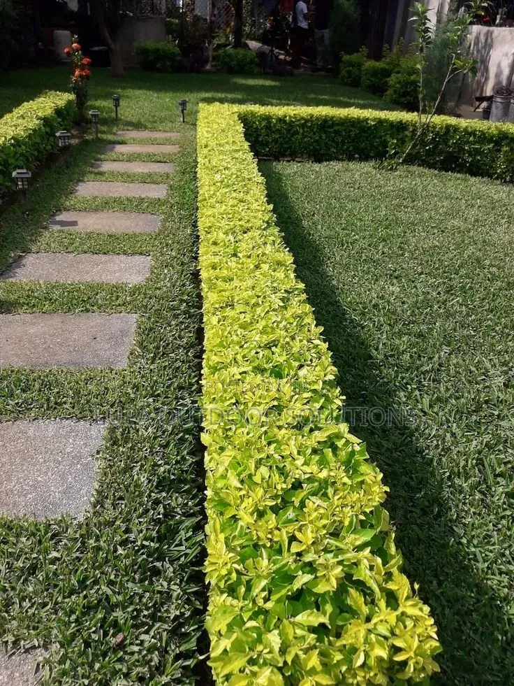 Akakomera/Hedges for Your Front and Backyard