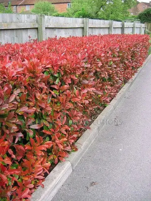 Akakomera/Hedges for Your Front and Backyard