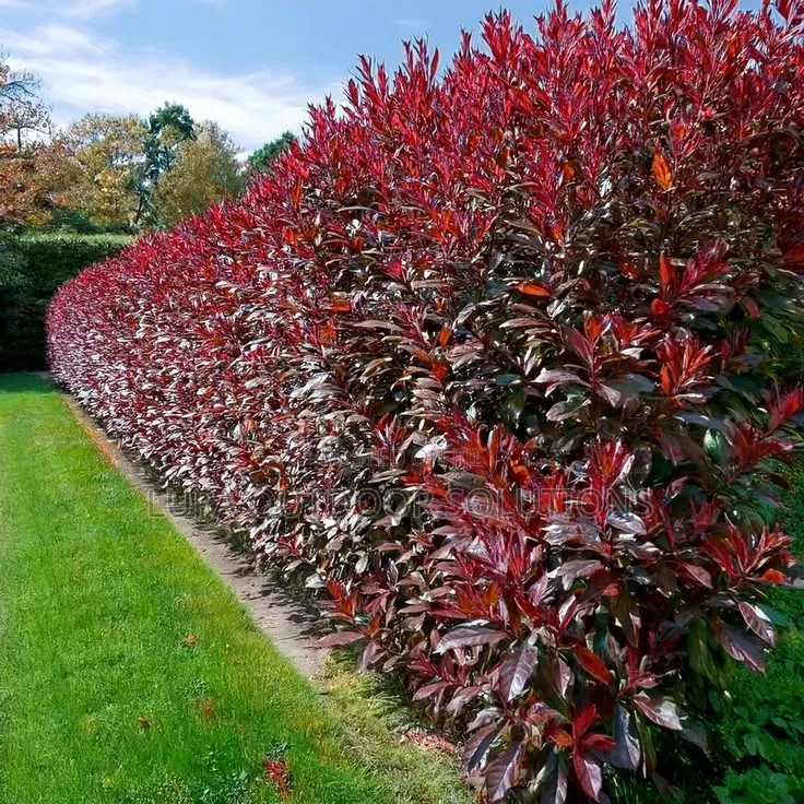 Akakomera/Hedges for Your Front and Backyard