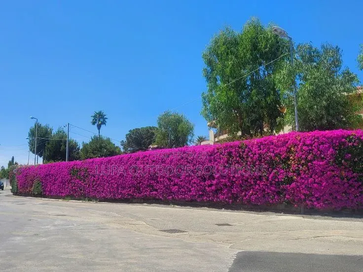 Akakomera/Hedges for Your Front and Backyard