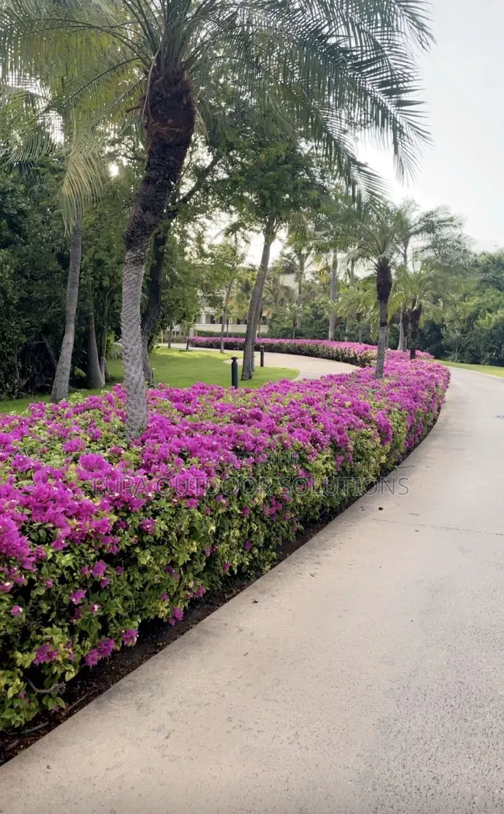 Akakomera/Hedges for Your Front and Backyard