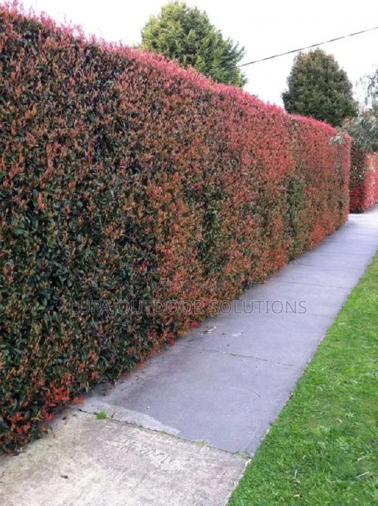 Akakomera/Hedges for Your Front and Backyard