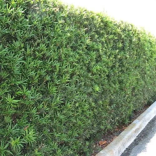 Akakomera/Hedges for Your Front and Backyard