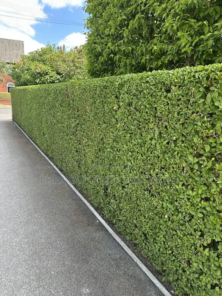 Akakomera/Hedges for Your Front and Backyard