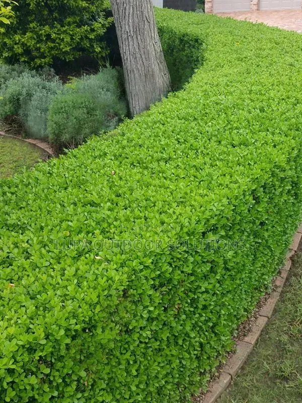 Akakomera/Hedges for Your Front and Backyard
