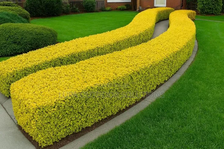 Akakomera/Hedges for Your Front and Backyard