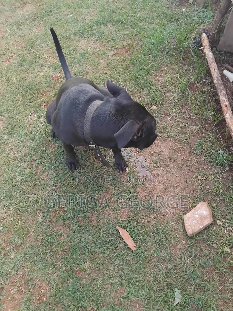 3-6 months Female Purebred Boerboel