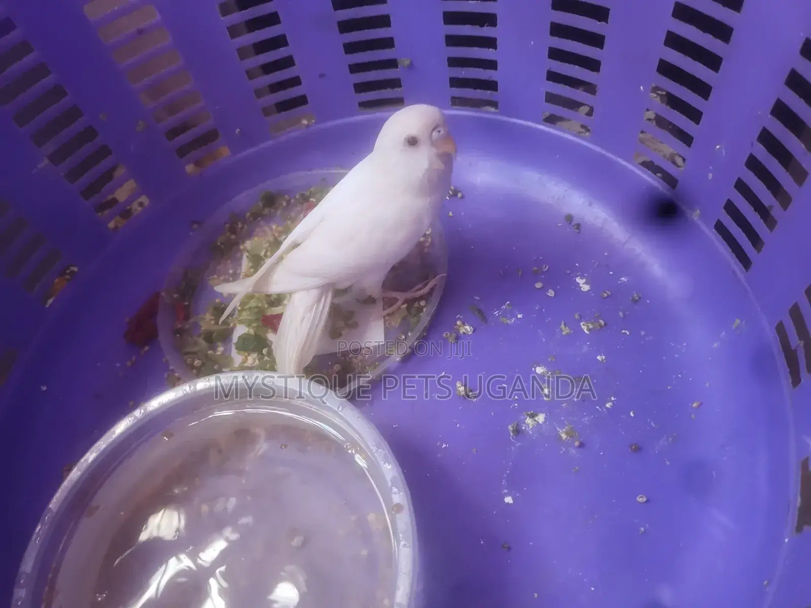 Rare Albino Budgies