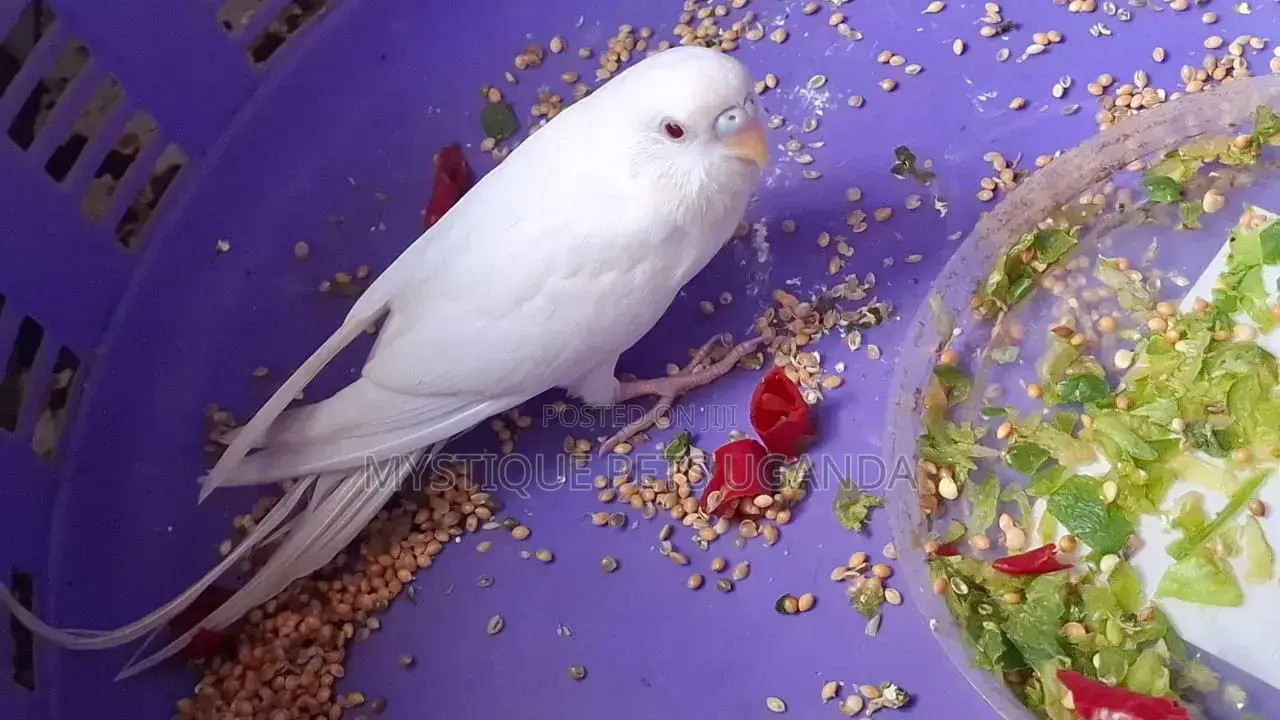 Rare Albino Budgies